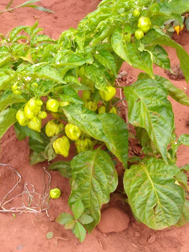 Terrafert Minas Armazéns Gerais