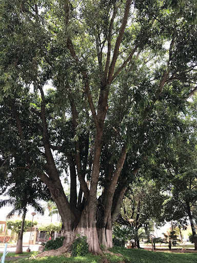 Ariranha