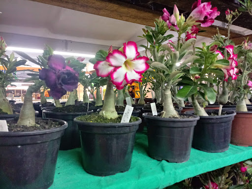 Rosa do deserto